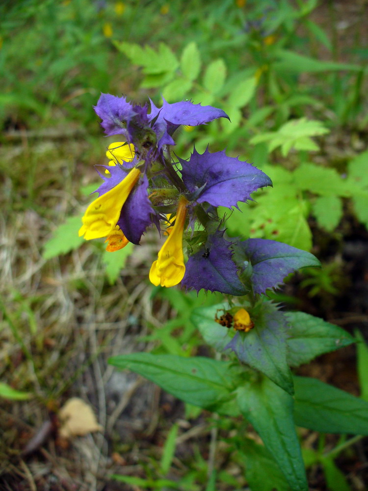 Image of Melampyrum nemorosum specimen.