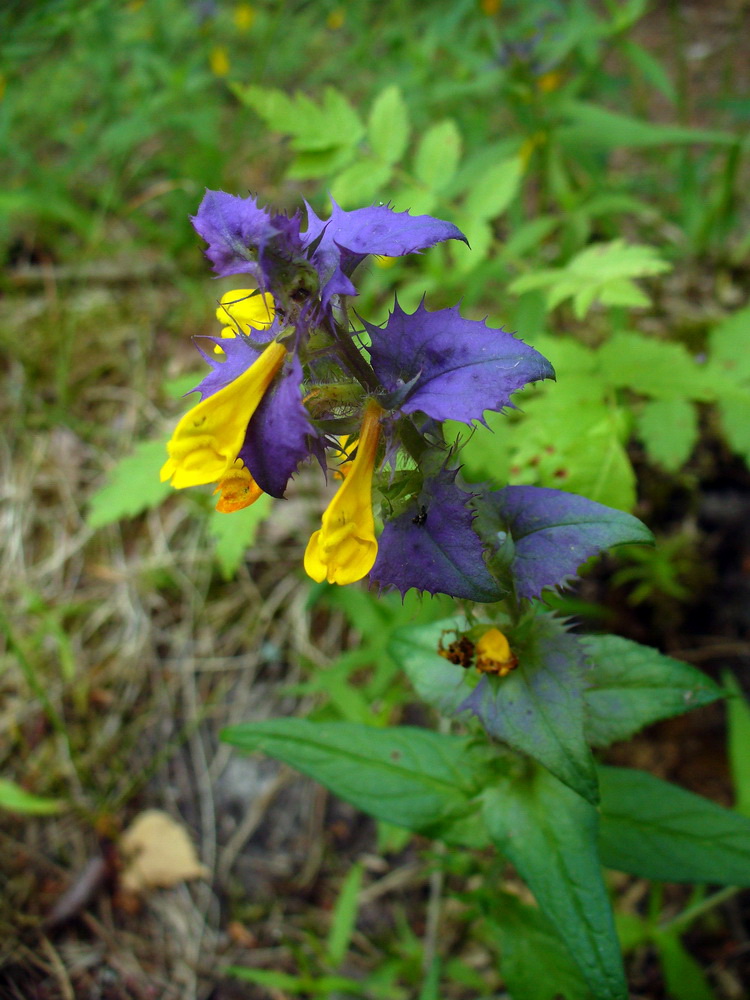 Изображение особи Melampyrum nemorosum.