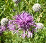 Centaurea scabiosa