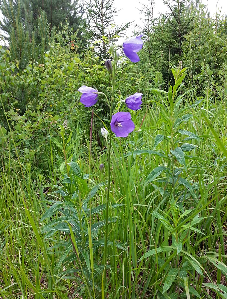 Image of Campanula persicifolia specimen.