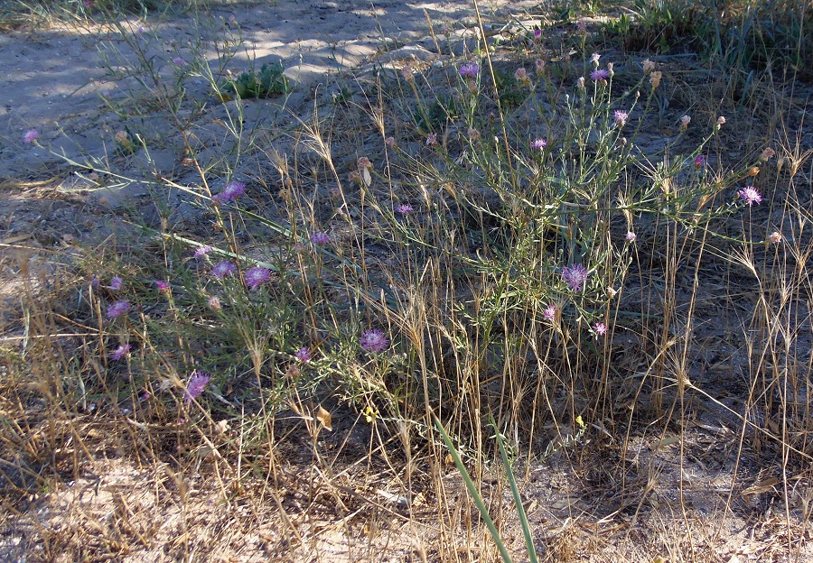 Изображение особи Centaurea odessana.