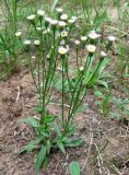 Erigeron uralensis