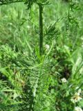 Achillea millefolium