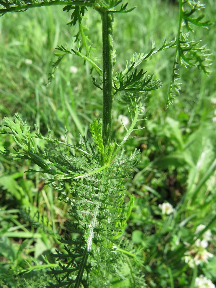 Image of Achillea millefolium specimen.