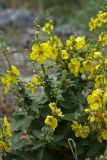 genus Verbascum. Верхушка цветущего растения. Черногория, Которский муниципалитет, окр. г. Котор. 16.07.2014.