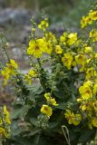 genus Verbascum