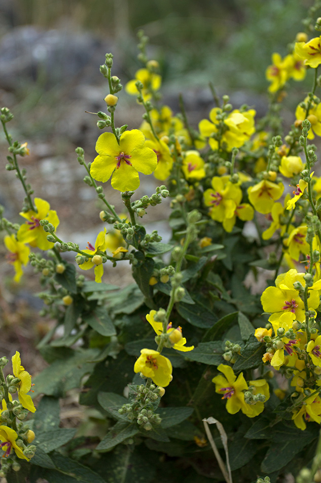 Изображение особи род Verbascum.