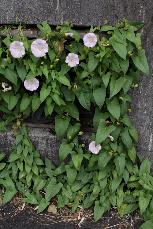 Image of Calystegia spectabilis specimen.