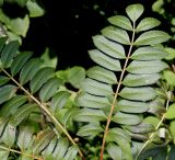 genus Sorbus. Листья. Германия, г. Дюссельдорф, Ботанический сад университета. 03.07.2014.