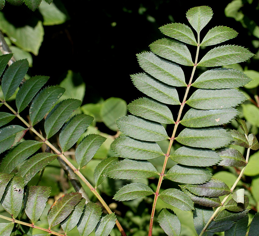 Изображение особи род Sorbus.