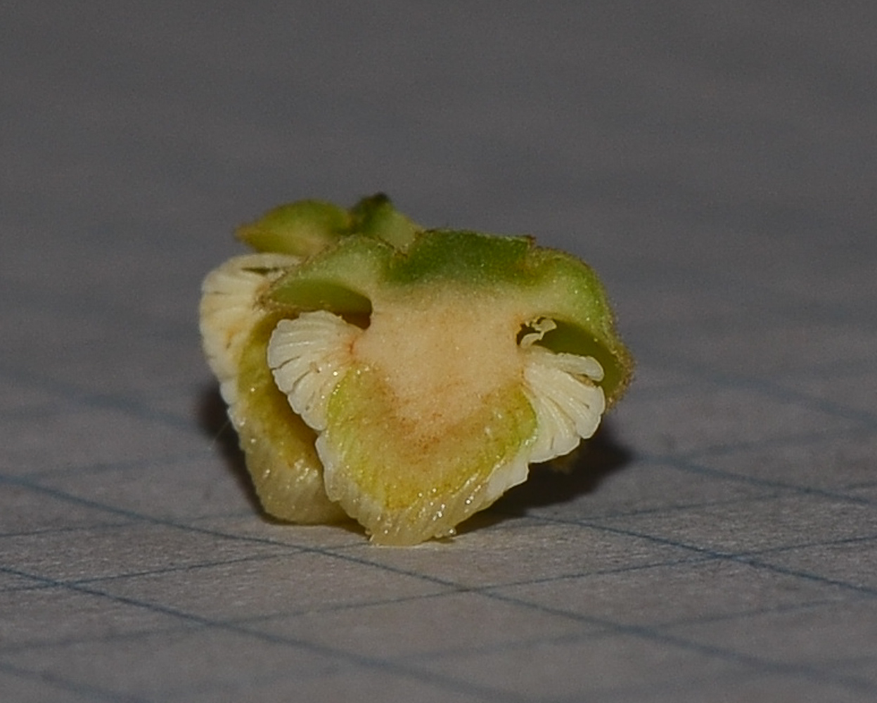 Image of Annona &times; atemoya specimen.