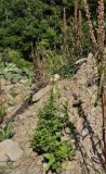 Scrophularia scopolii. Цветущее растение. Греция, Халкидики, Холомондас (Χολομώντας). 22.09.2014.