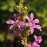 Lythrum salicaria. Часть соцветия. Приморский край, Уссурийский гор. округ, окр. с. Монакино, обочина лесной дороги. 18.07.2014.