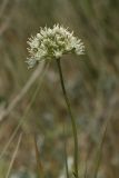 Allium flavescens