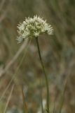 Allium flavescens. Верхушка побега с соцветием. Белгородская обл., окр. пос. Борисовка, Острасьев Яр, степь. 30.06.2009.