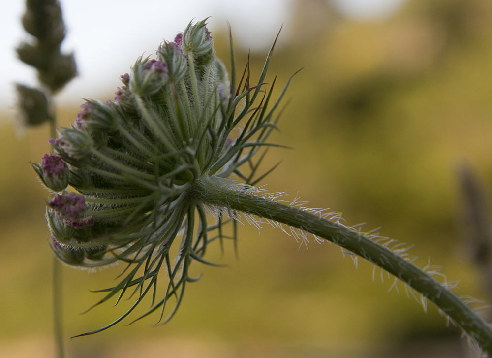 Изображение особи Daucus carota.