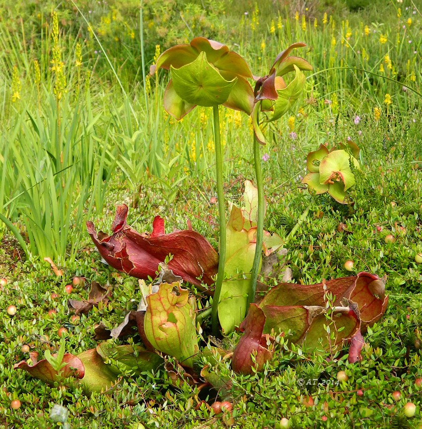 Изображение особи Sarracenia purpurea.