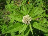 Eupatorium glehnii