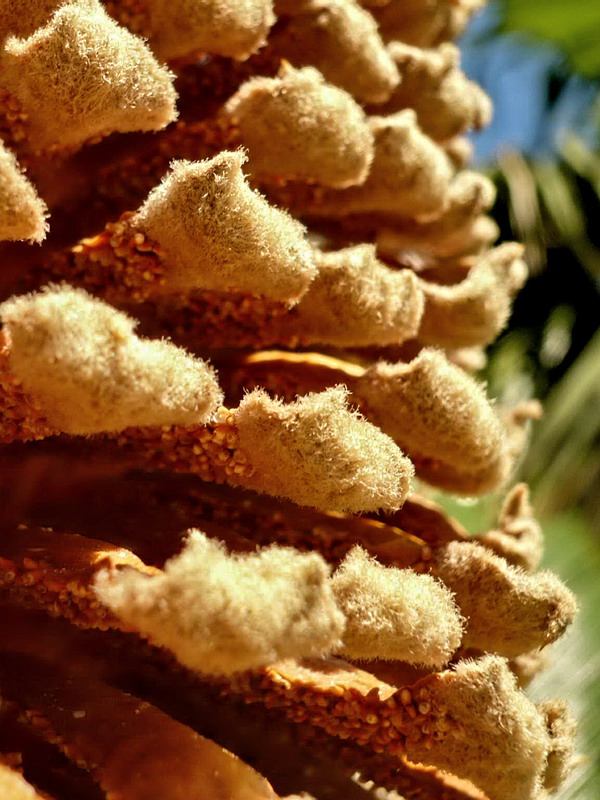 Image of Cycas taitungensis specimen.