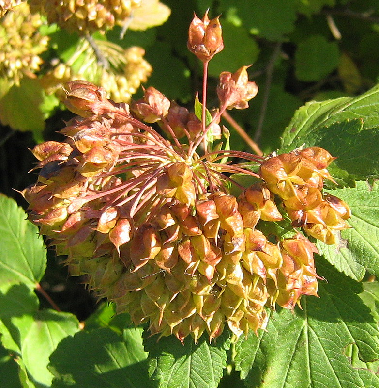 Изображение особи Physocarpus opulifolius.