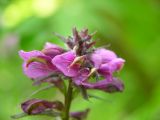 Pedicularis resupinata