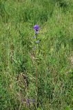 Campanula cervicaria