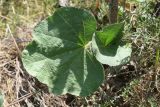 Alcea litwinowii