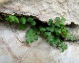 Asplenium ruta-muraria