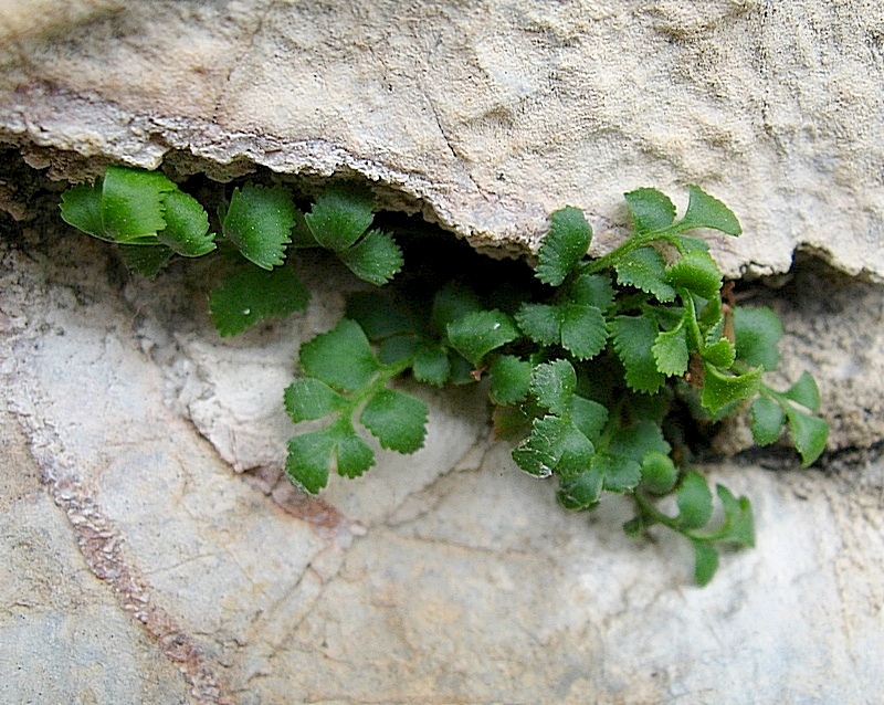 Изображение особи Asplenium ruta-muraria.