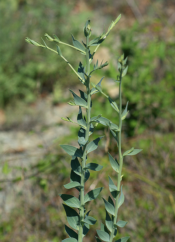 Изображение особи Linaria genistifolia.