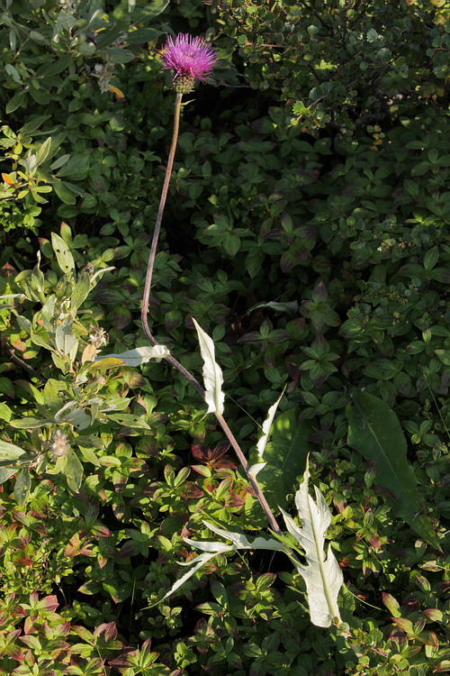 Изображение особи Cirsium heterophyllum.