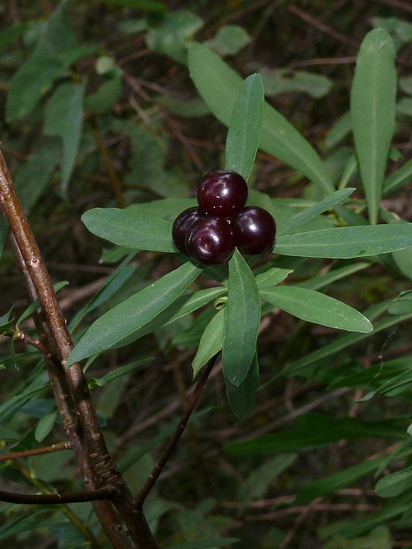 Image of Daphne altaica specimen.