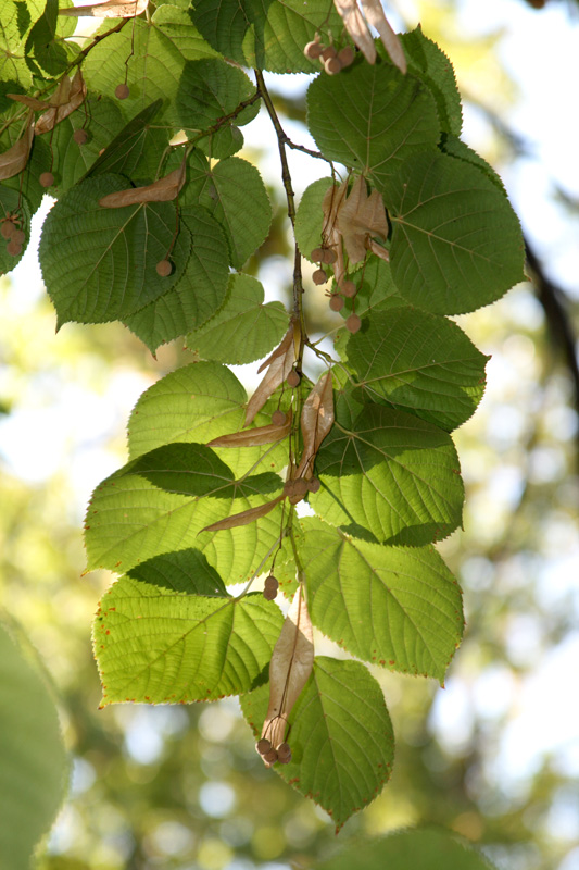 Image of Tilia americana specimen.
