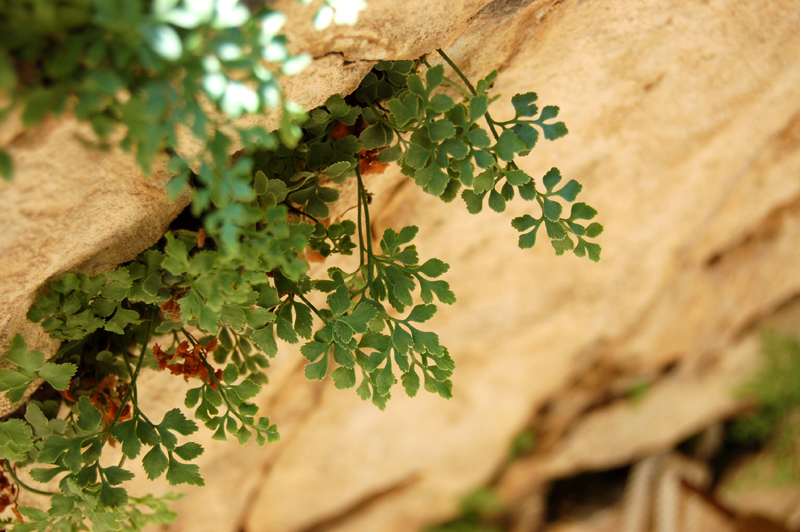 Изображение особи Asplenium ruta-muraria.