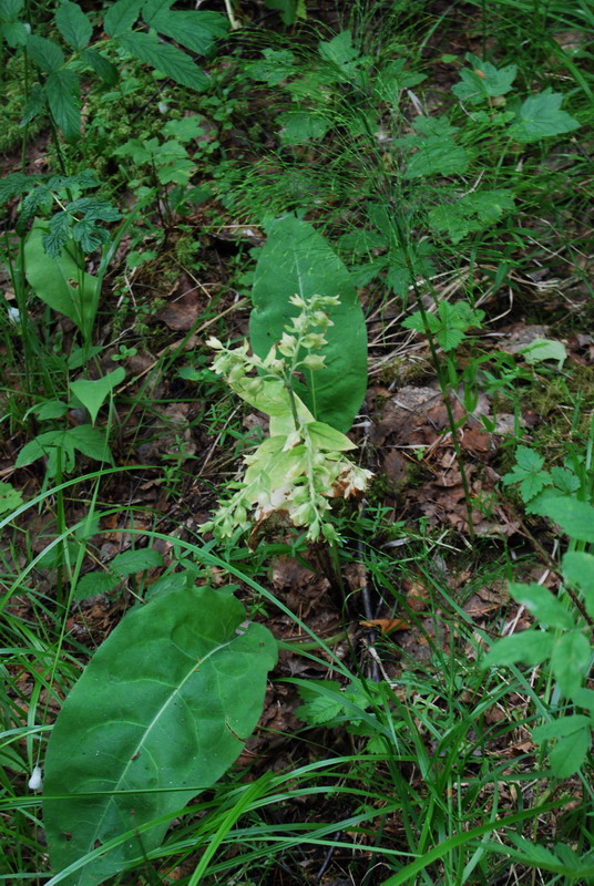 Image of Pulmonaria mollis specimen.