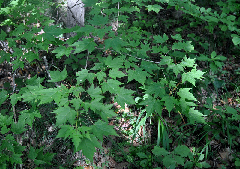 Image of Acer barbinerve specimen.