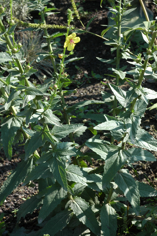 Image of Verbascum blattaria specimen.