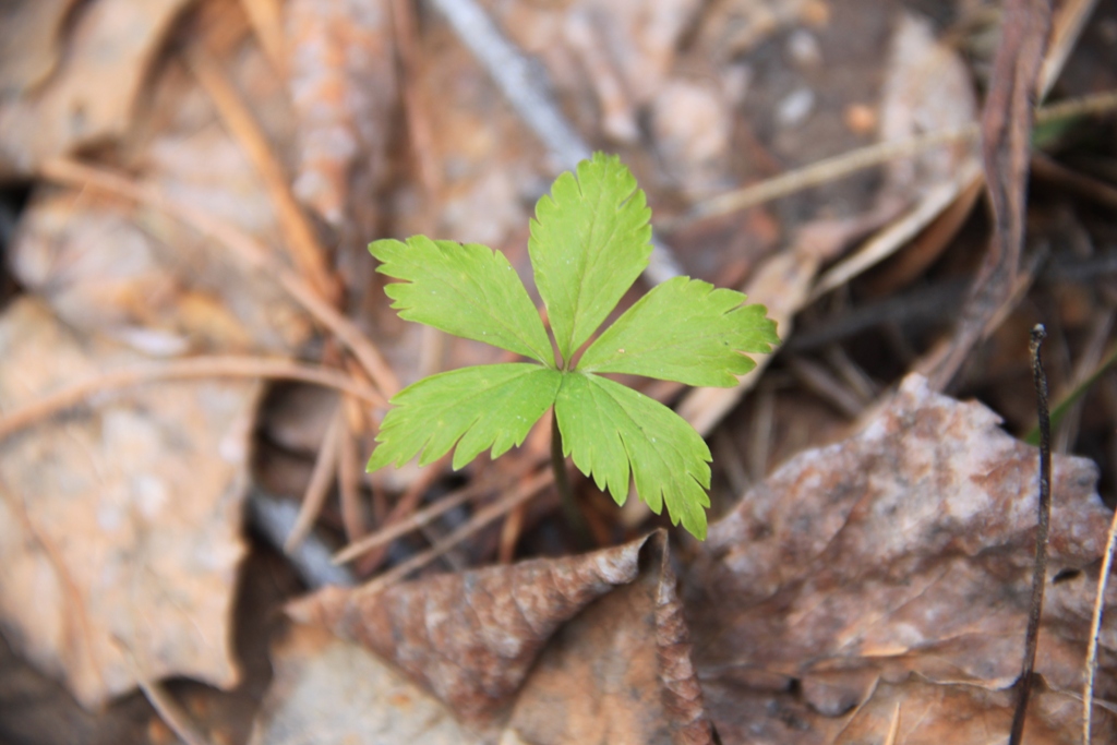 Изображение особи Trollius asiaticus.