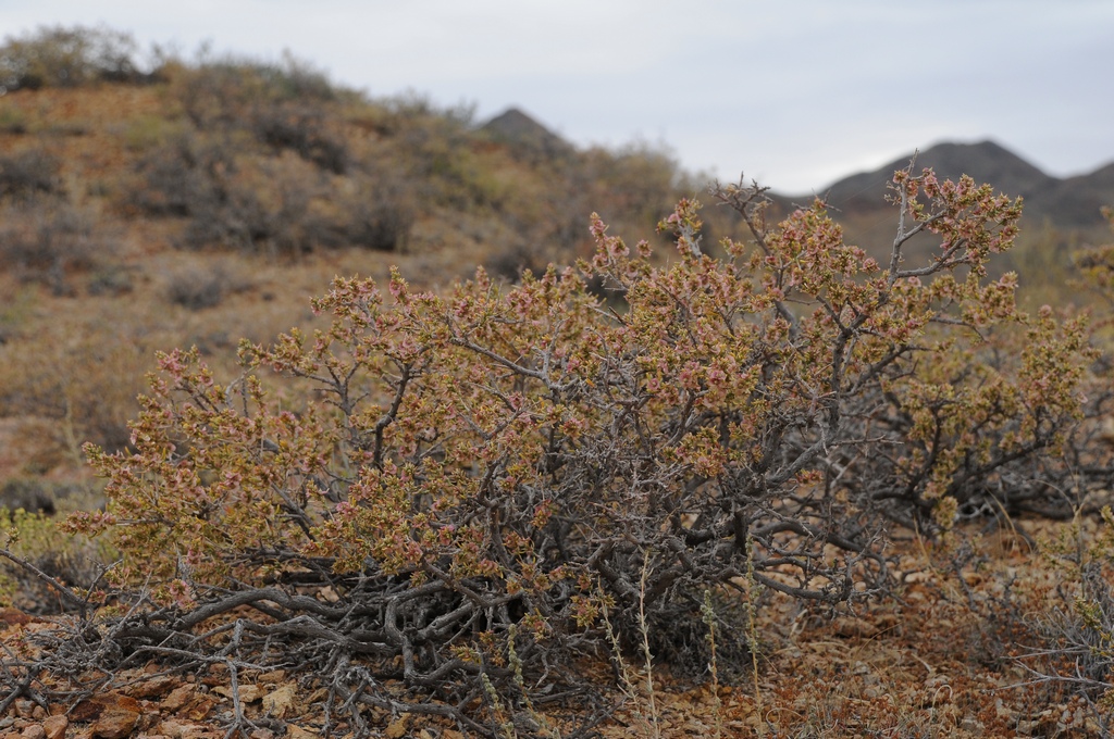 Image of Salsola arbusculiformis specimen.