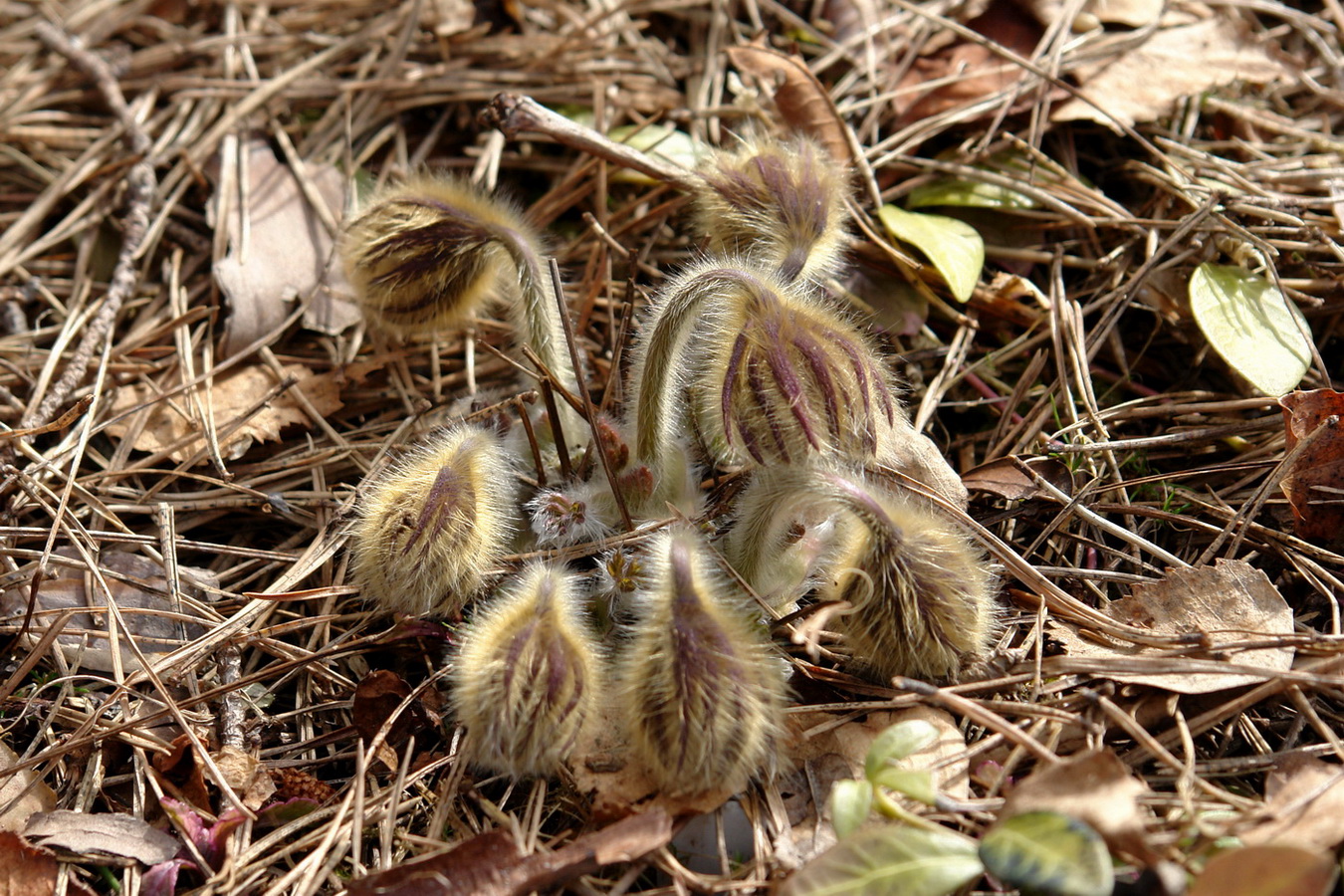 Изображение особи Pulsatilla tatewakii.