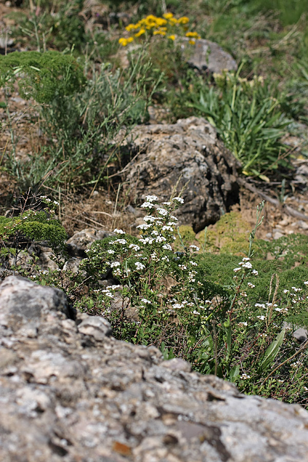 Image of Spiraea pilosa specimen.