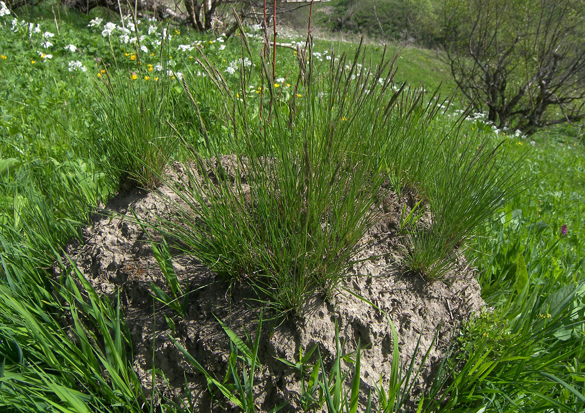 Image of Festuca rubra specimen.