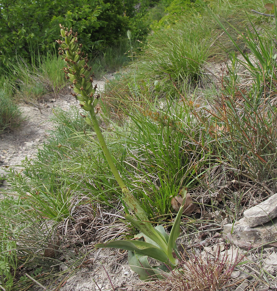 Изображение особи род Orchis.