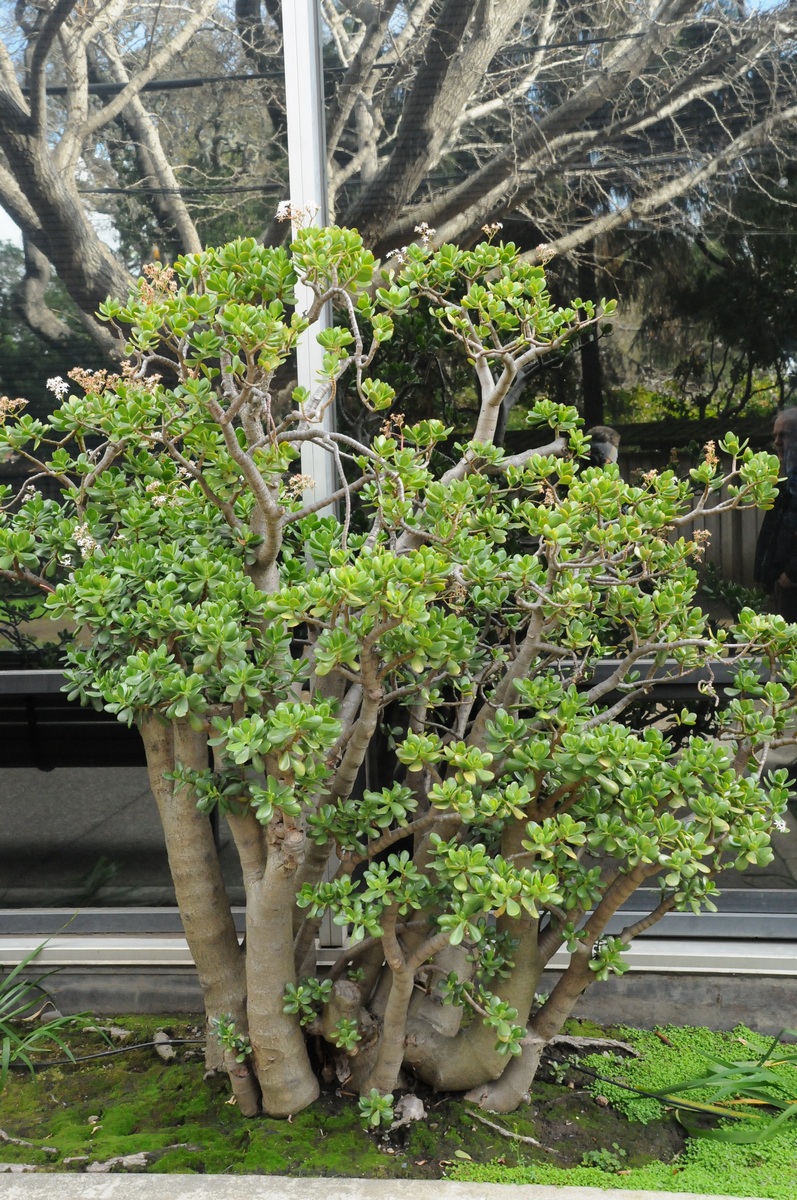 Image of Crassula ovata specimen.