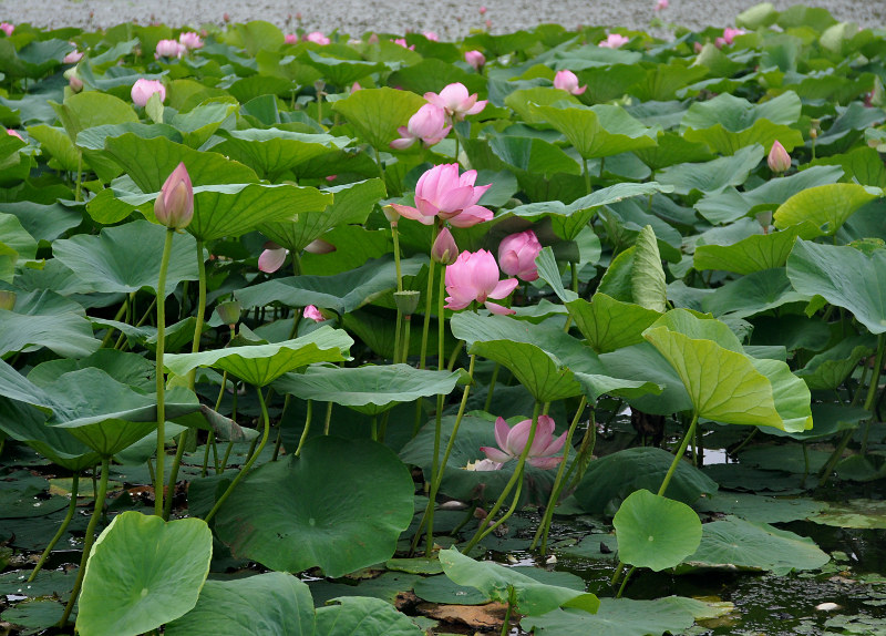 Изображение особи Nelumbo komarovii.