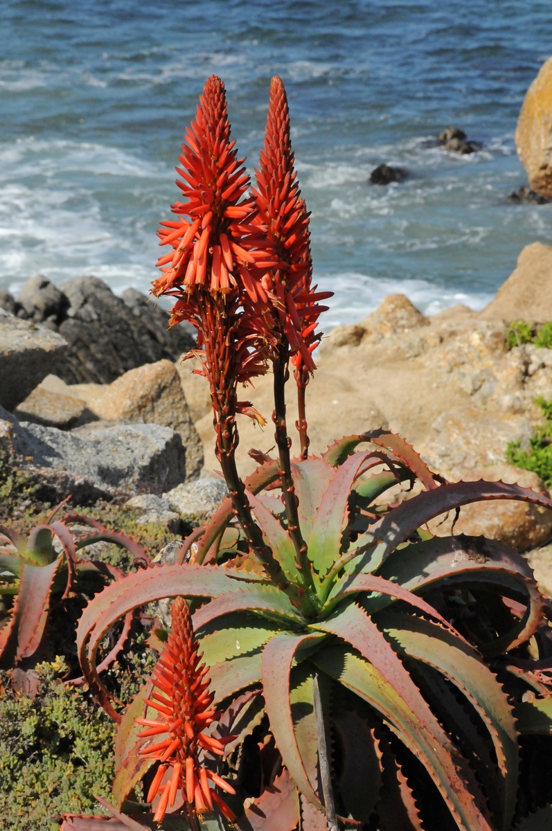 Image of Aloe arborescens specimen.