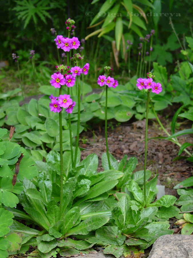 Изображение особи Primula poissonii.