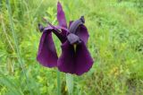 Iris ensata. Цветок. Приморский край, Уссурийский р-н. 02.07-2008.