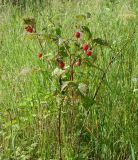 Rubus idaeus. Плодоносящее растение. Иркутская обл., Иркутский р-н, окр. пос. Марково, опушка леса. 13.08.2014.