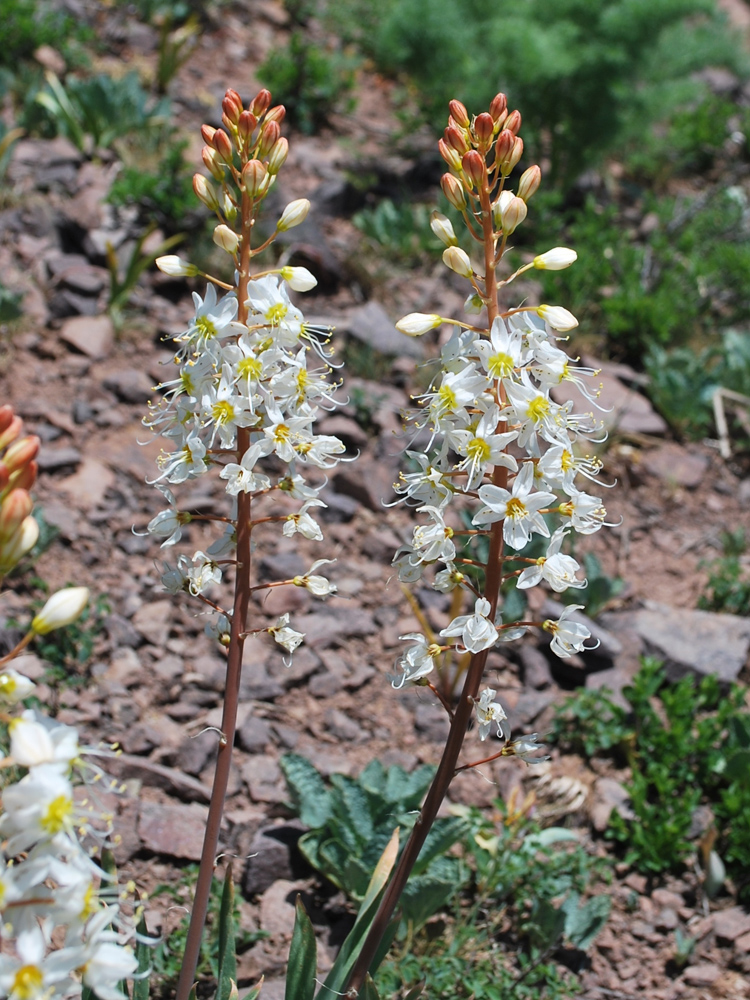 Image of Eremurus lactiflorus specimen.